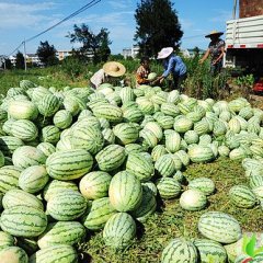 浙江温岭滨海西瓜批发 面积大产量高