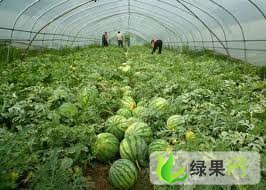辽宁凌海西瓜 永盛代办，品种多