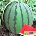 河北保定西瓜：大量上市今日价格1-1.1元