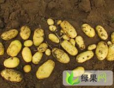 千亩土豆六月十五-二十号上市欢迎订购
