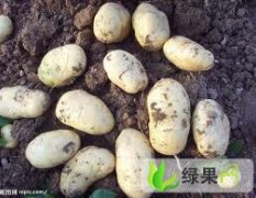 孙先生：6月中旬本地荷兰土豆开始上市！