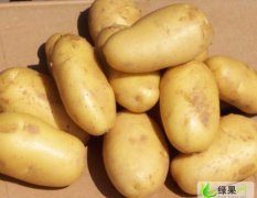枣庄新出土的土豆，欢迎前来收购
