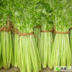 山东淄博六月底芹菜收获季节大量供应