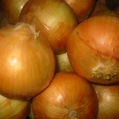 山东安丘有大量洋葱待售！