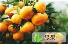 山东淄博批发市场常年代销：蜜橘 西瓜等