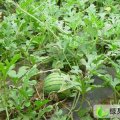 北京顺义杨镇自己种植的大西瓜