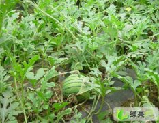 北京顺义杨镇自己种植的大西瓜