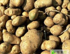 山东滕州代办张齐供应荷兰15土豆