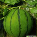 清苑西瓜大量上市目前京欣系列0.7-0.8毛