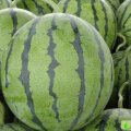 保定代收西瓜8斤打底，每斤0.7-0.8元