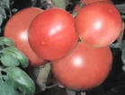河南新乡本地大量供应粉红西红柿