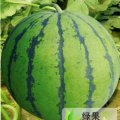 极品欣星，盖世欣光，每斤0.6---0.7元