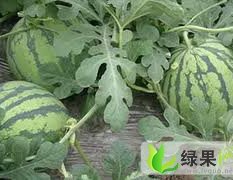 河北保定清苑优质京欣西瓜 大量上市