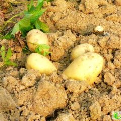 滕州界河 20万亩新鲜土豆上市