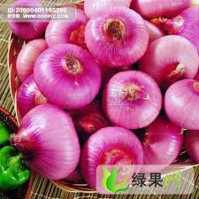 大量供应红洋葱约200万斤（自己农场生产）