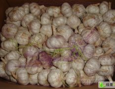 甘肃张掖甘州区白皮蒜，紫皮蒜