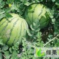 河北清苑棚内 陆地西瓜大量上市