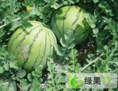 河北保定供应大量陆地京欣西瓜