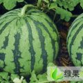 陕西大荔京欣系列----美丽星光圆西瓜