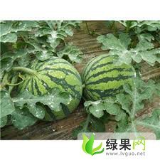 江苏省新沂市大棚8424 持续至10月