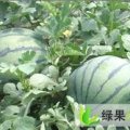 砀山文庄12到25斤大瓜已上市.京欣8到15斤