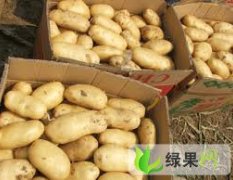 辽宁锦州凌海土豆6-8月上市