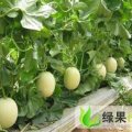 新乐市小流村西瓜甜瓜大量上市