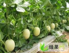 新乐市小流村西瓜甜瓜大量上市