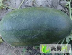 湖北邓林代办张宜波：黑美人西瓜6月18上市