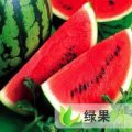 保定京欣西瓜上市  韩松欢迎广大客户来收购