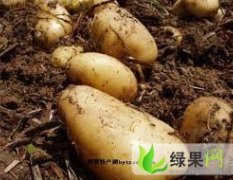 青岛大田土豆品质特好300亩 6月20日上市