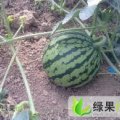 代办山东泗水西瓜 京欣2号 代办一切！