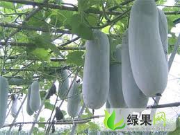 冬瓜上市了！