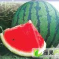 内蒙古黑柳子西瓜 品种是西农系列7月上市