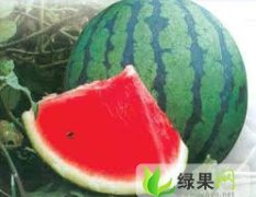 内蒙古黑柳子西瓜 品种是西农系列7月上市
