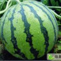 砀山单古军：我经营西瓜7年，从不骗人