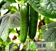 哈尔滨市水黄瓜、旱黄瓜、豆角等