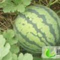 山东聊城东昌府区大棚西瓜个大质优甜度高