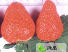 辽宁省丹东市大量供应新鲜草莓树莓