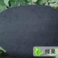开封西瓜6月份上市欢迎前来咨询