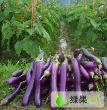 固安县马公庄市场茄子及各种蔬菜价格