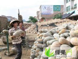 诚愿为各地客商代理收购南瓜（广西南宁）