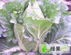 潍坊诸城市新鲜春大白菜5月底上市