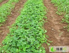 浙江杭州新沙草莓种植园良种育苗基地
