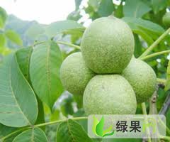 河北石家庄薄皮青核桃