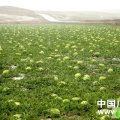 宁夏中宁的硒砂瓜，名不虚传！