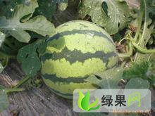 辽宁香瓜即将大量上市