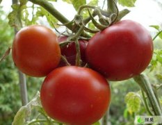 潍坊二季西红柿已大量上市