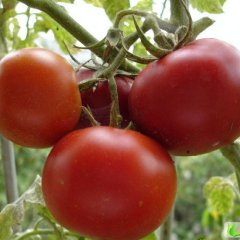 潍坊二季西红柿已大量上市