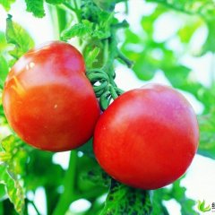 山东临沂河西红柿：欧盾 欧冠 粉柿